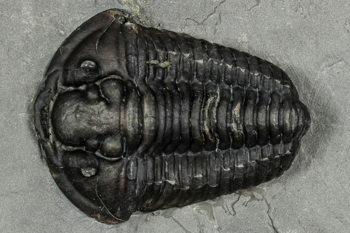 Calymene Niagarensis Trilobite Fossil - New York #357071